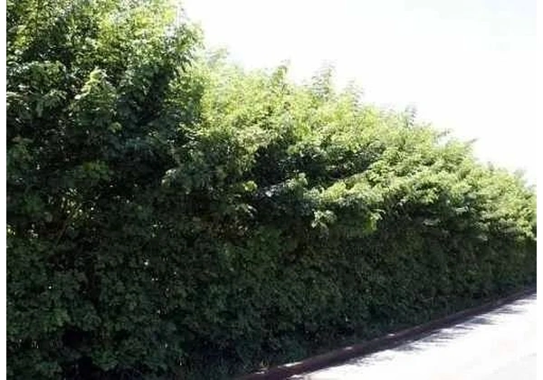 Mudas Sansão Do Campo P/ Cerca Viva 100 Unidades