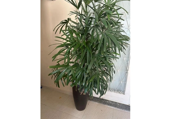 Palmeira Rafis