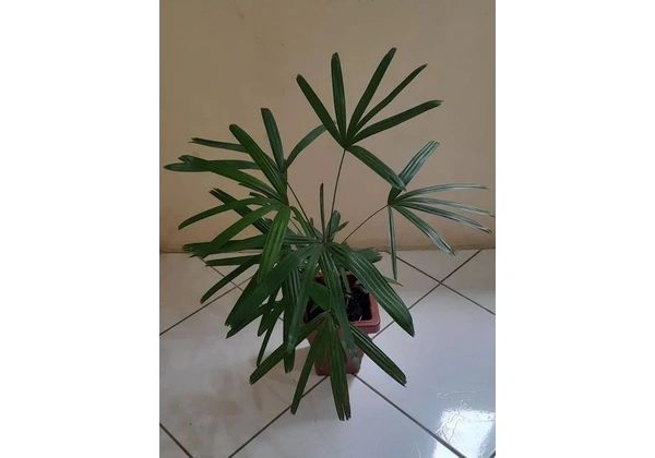 Planta rafia