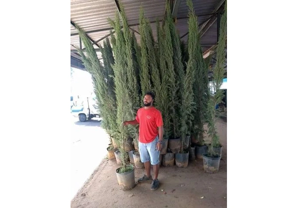 mudas do pinheiro italiano piramidalis 3, 5mt
