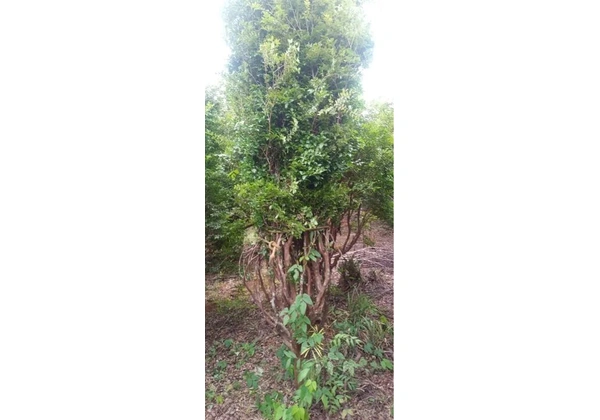 Jabuticaba