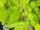 Frutíferas produtivas aqui no Encanto Verde *