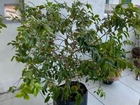 Pé de jabuticaba