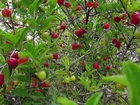 Mudas de acerola gigante preste a produzir 1 metro