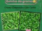 VENDA DE GRAMA.