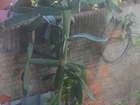 Vendo essa Linda árvore palmo 100