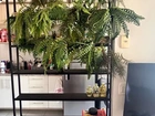 Vendo estrutura metálica para jardim vertical