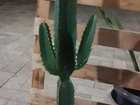 Cacto / Mandacarú
