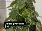 Jiboia prateado $39