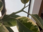 Planta natural Ficus+vaso e prato