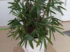 Planta de Palmeira em Vaso Branco