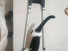 Moleta