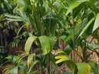 Mudas de Palmeira carpintaria 1.5 mt