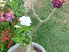 Rosa do Deserto especial