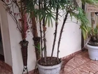 Palmeira-Dama com o vaso de concreto