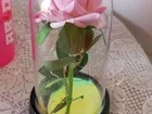 Rosa bela e a fera encapsulada 15cm