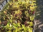 Mudas de cróton prontos para plantio em vasos ou jardim
