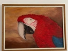 Quadro Arara Vermelha Pintura a óleo 77 x 57cm