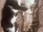 Filhotes gatos doação
