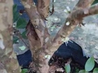 Pé de jaboticaba frutificando