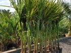 Coco Anão Verde 1, 80 Mt - Excelente Muda Para Produzir