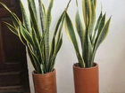 2 vasos espada de São jorge Amarelas (Santa Bárbara )