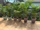 Palmeira Areca Decorativa