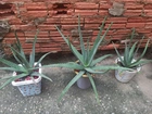 3 vasos de Aloe Vera