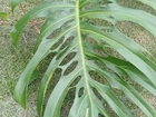Costela de Adão, Planta Monstera Deliciosa - Folha Grande