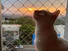Rede de proteção animais seguro