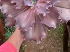 Suculenta gibiflora gigante