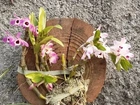 3 Mudas de Orquídea Dendrobium (Nome popular 