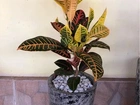 Planta croton mais jarro