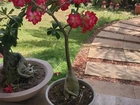 Rosa do deserto vários tamanhos
