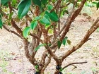 Muda Jaboticaba híbrido
