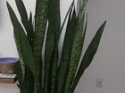 Planta natural, Espada de Sao Jorge em Vaso Decorativo 1, 60 com o vaso