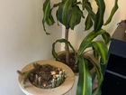 Vaso com plantas (verdadeiras) para interior e exterior
