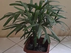 Linda planta rafia