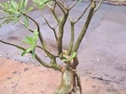 ROSA DO DESERTO BORDAS ROSA COM BRANCO 10ANOS.!