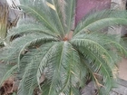 Planta sagu