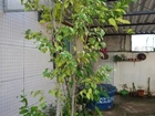 Vende-se uma árvore sempre verde.