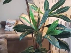 Cachepô para decorar seu ambiente