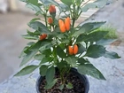 Mudas de Pimenteiras