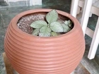 Vasos de plantas: Oferta imperdível para os amantes de plantas