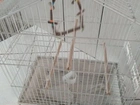 Gaiolas