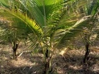 Mudas de Coco anão legitimos 1.80mt