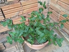 Planta hortelã