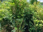 Mudas de Jabuticaba Híbrida ou Precoce 1, 80 mt