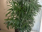 Palmeira Rafis