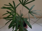 Planta rafia